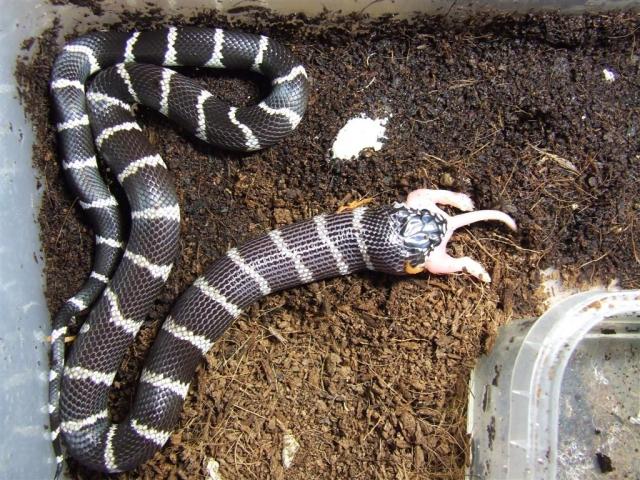 Lampropeltis getulus californiae