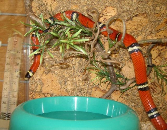 L. t. sinaloae