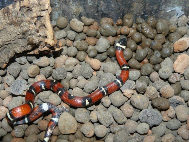 Lampropeltis triangulum sinaloja