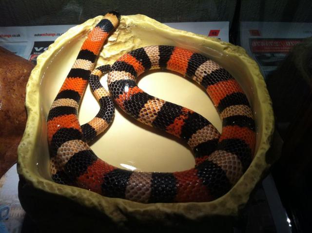 Lampropeltis triangulum campbelli