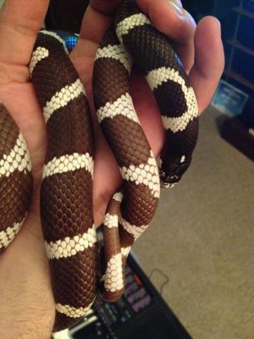 Lampropeltis getula californiae