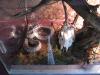 img_1098_t1.jpg