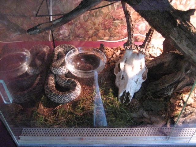 Lampropeltis getula holbrooki