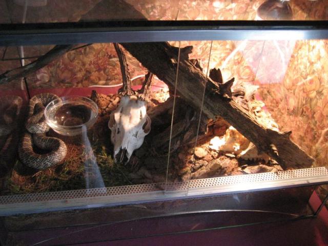 Lampropeltis getula holbrooki