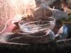 img_1101_t1.jpg