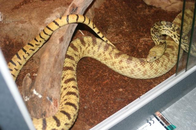 Pituophis Catenifer