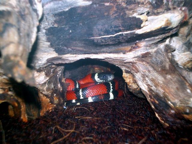Sinaloae