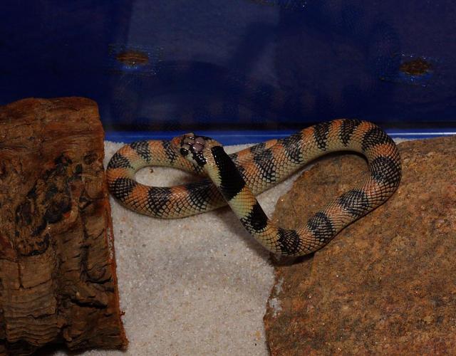 Aspidelaps lubricus infuscatus