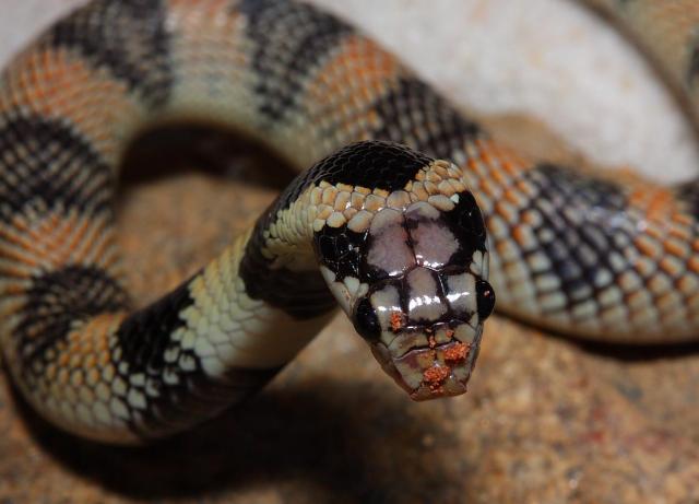 Aspidelaps lubricus infuscatus