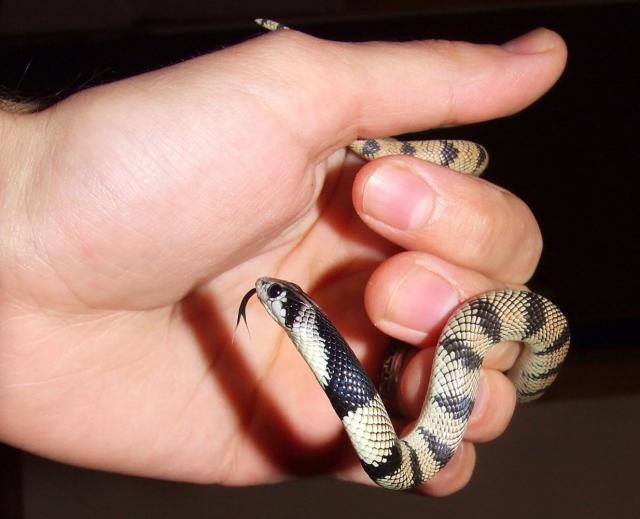 Aspidelaps lubricus infuscatus