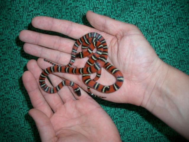 Lampropeltis ruthveni