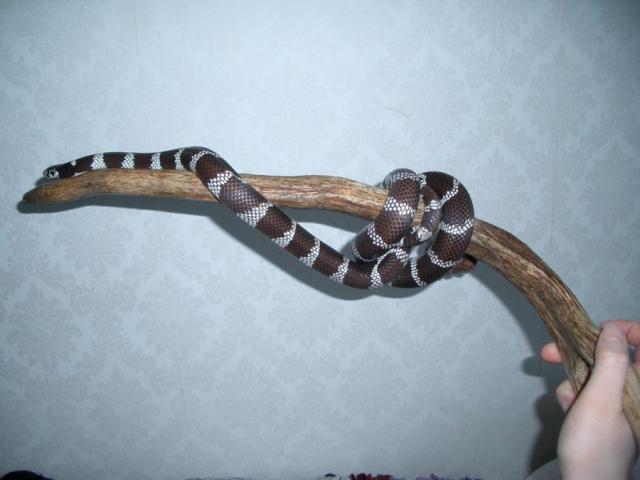 Karalaitis