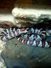lampropeltis_t1_1.jpg