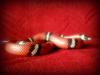 lampropeltis_t1_1_2.jpg