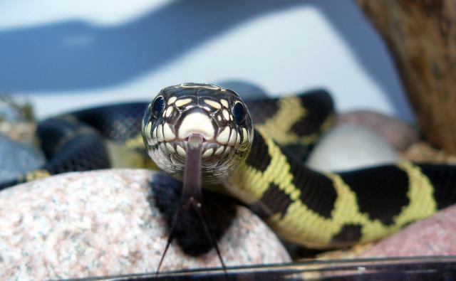 Lampropeltis getula