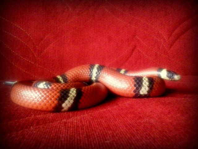Lampropeltis triangulum sinaloae