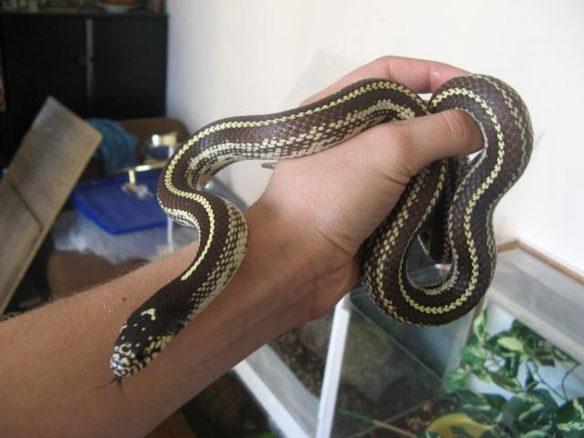 Lampropeltis getulus californiae