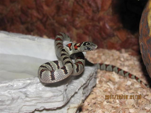 Lampropeltis Mexicana