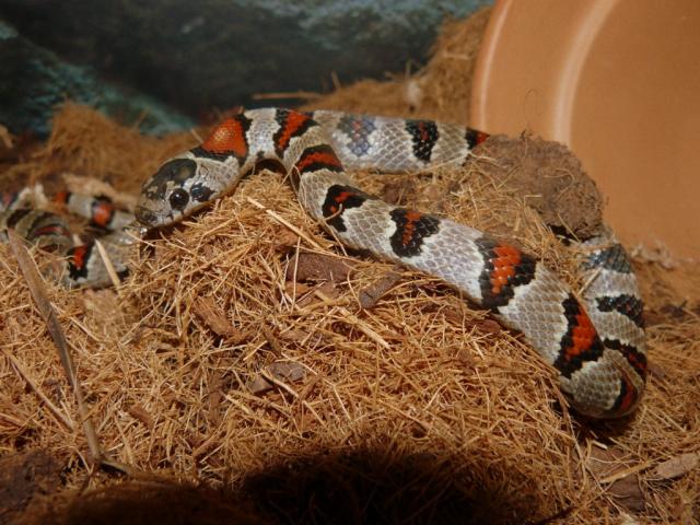 Lampropeltis mexicana