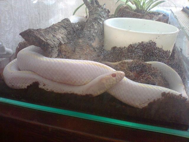 Mano lampropeltis getula californiae