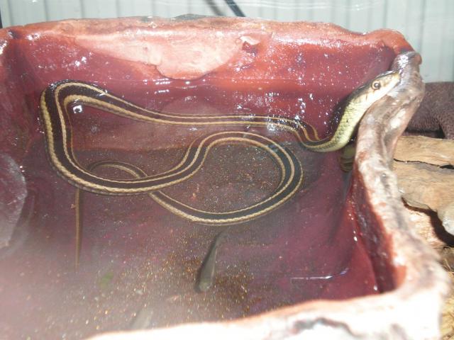 Thamnophis sirtalis