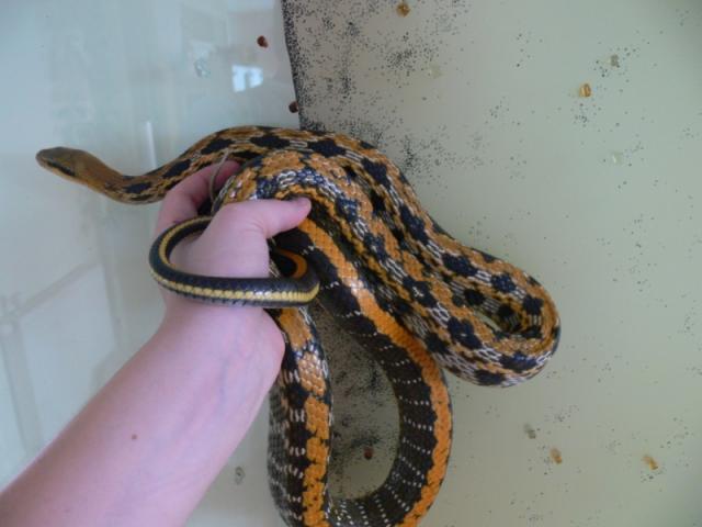 Elaphe teaniura friesei