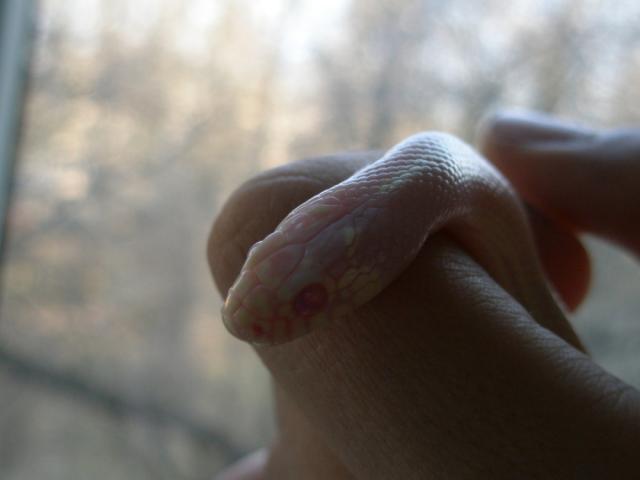 Lampropeltis getulus californiae (albinos)