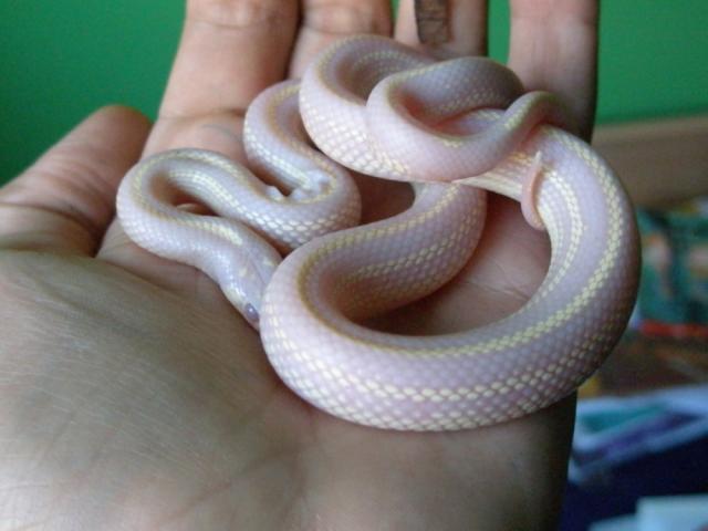 Lampropeltis getulus californiae (albinos)
