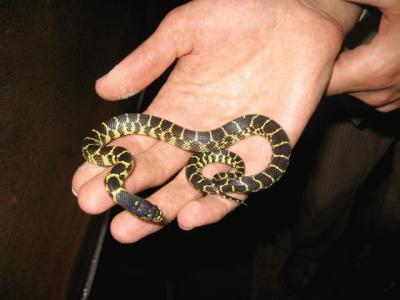 Floridana