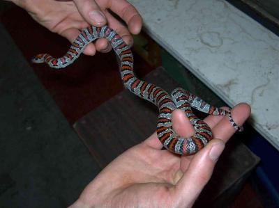 Annulata