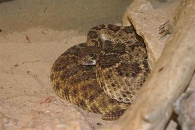 Crotalus atrox