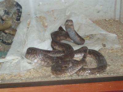 Egipte 2