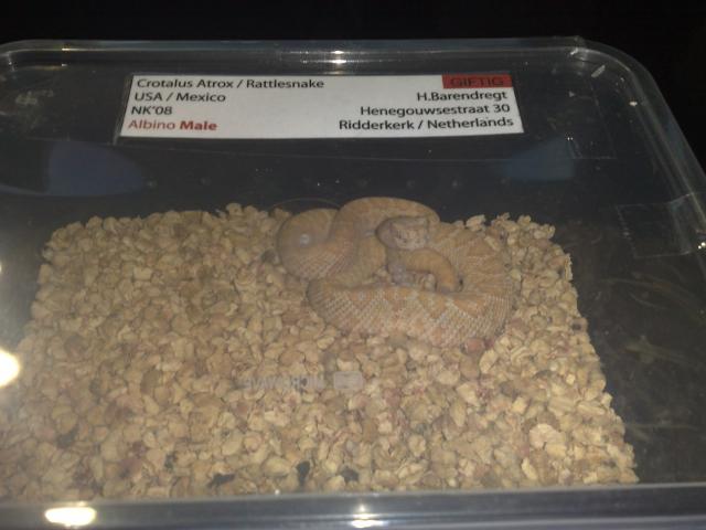 Crotalus atrox