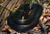 red-belliedblacksnakepseudechisp-1_t1.jpg