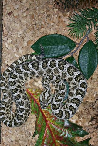 Sistrurus catenatus tergeminus