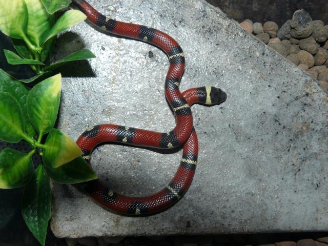 Lampropeltis triangulum sinaloja