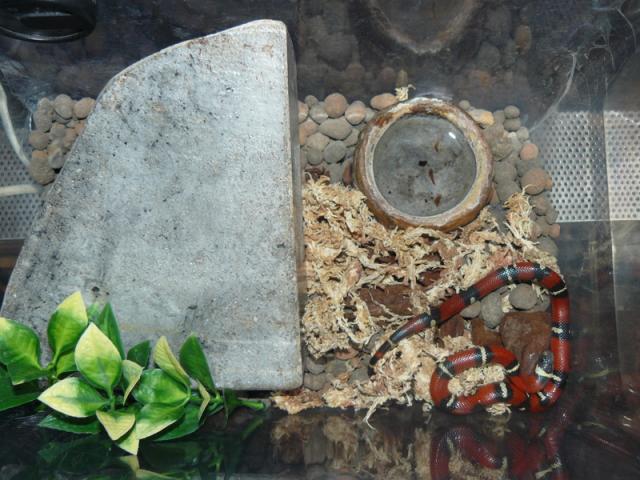 Lampropeltis triangulum sinaloja