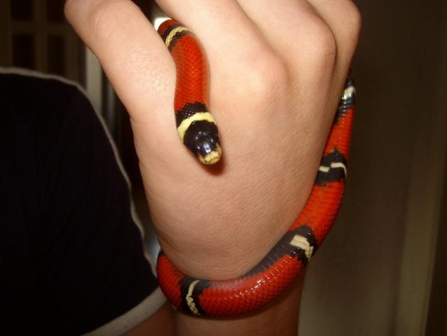 Sinaloae