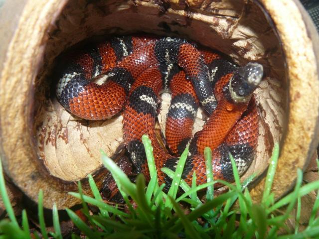 Lampropeltis triangulum sinaloae