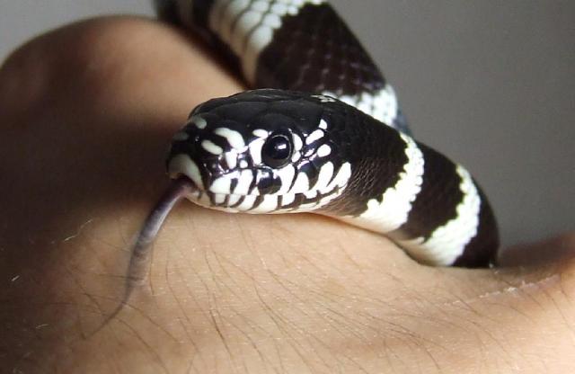 Getullus lampropeltis portretas