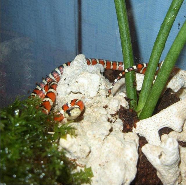 lampropeltis pyromelana woodiny