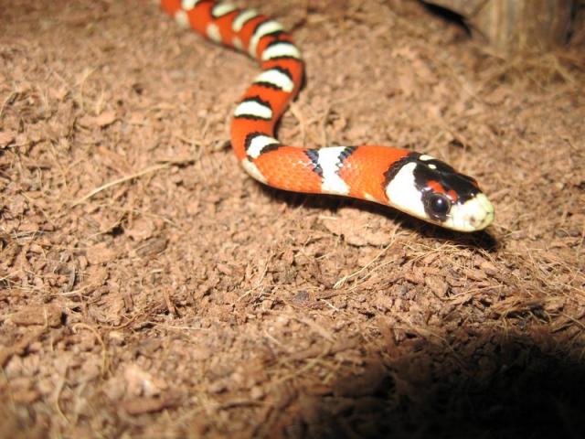 Lampropeltis pyromelana