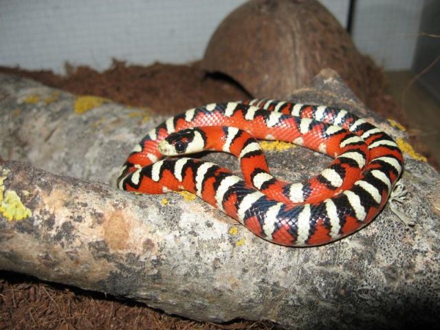 Lampropeltis pyromelana