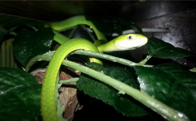Opheodrys aestivus