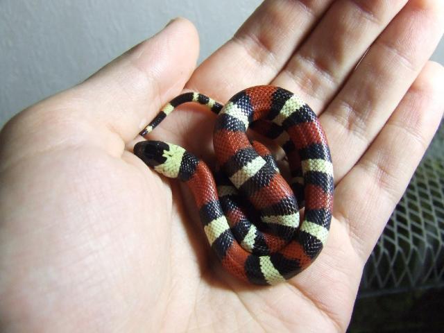 Lampropeltis triangulum campbelli