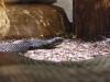 vipera-berus_t1.jpg