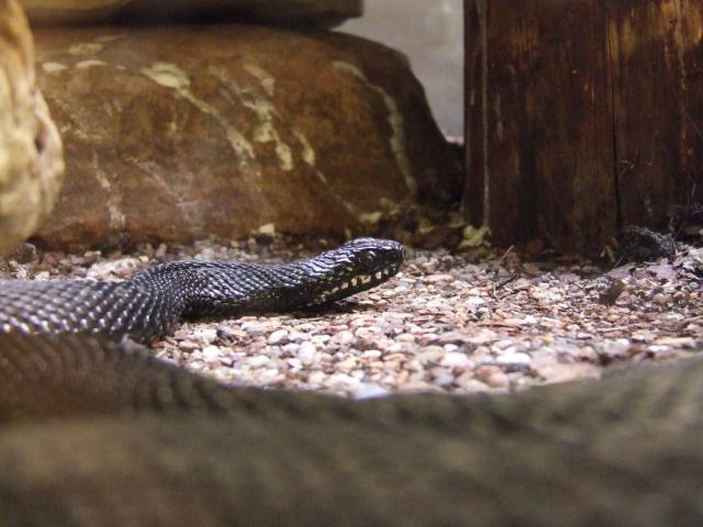 Vipera berus