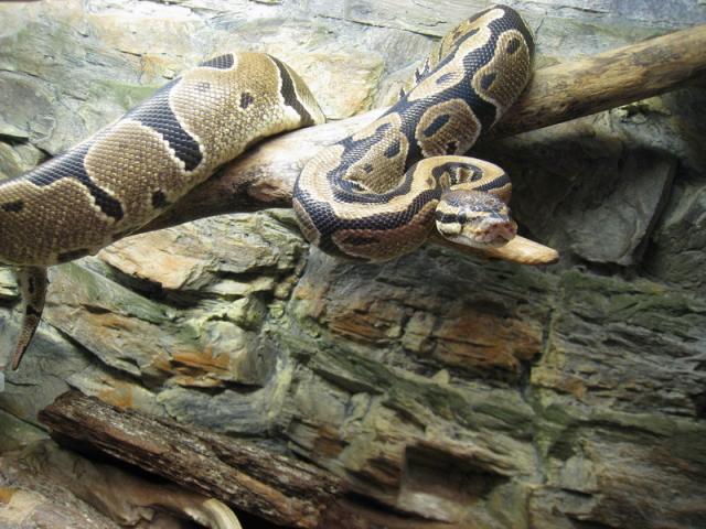Python Regius