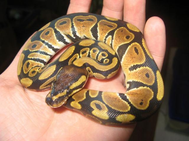Python regius