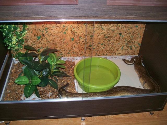 Python curtus breitensteini
